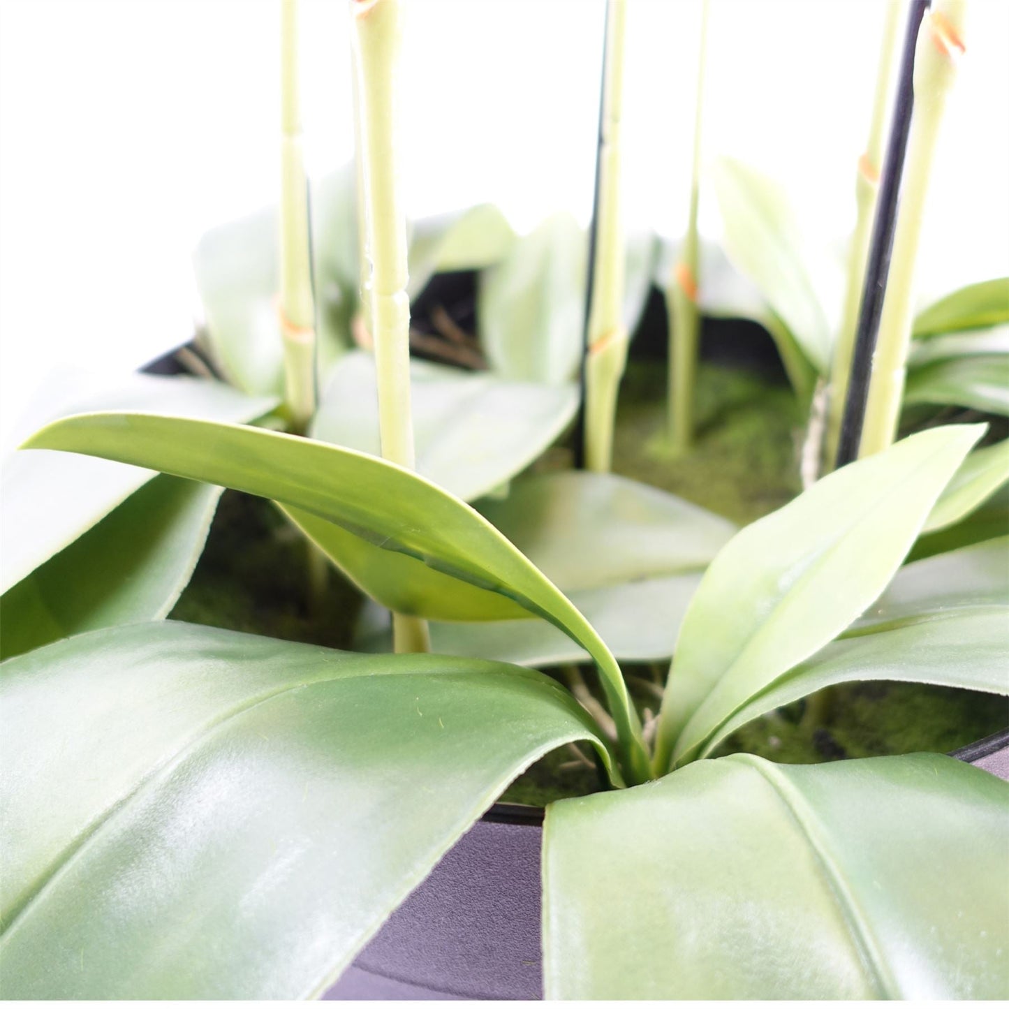 Large Pink Orchid Plant - Artifcial - 41 REAL TOUCH flowers-4