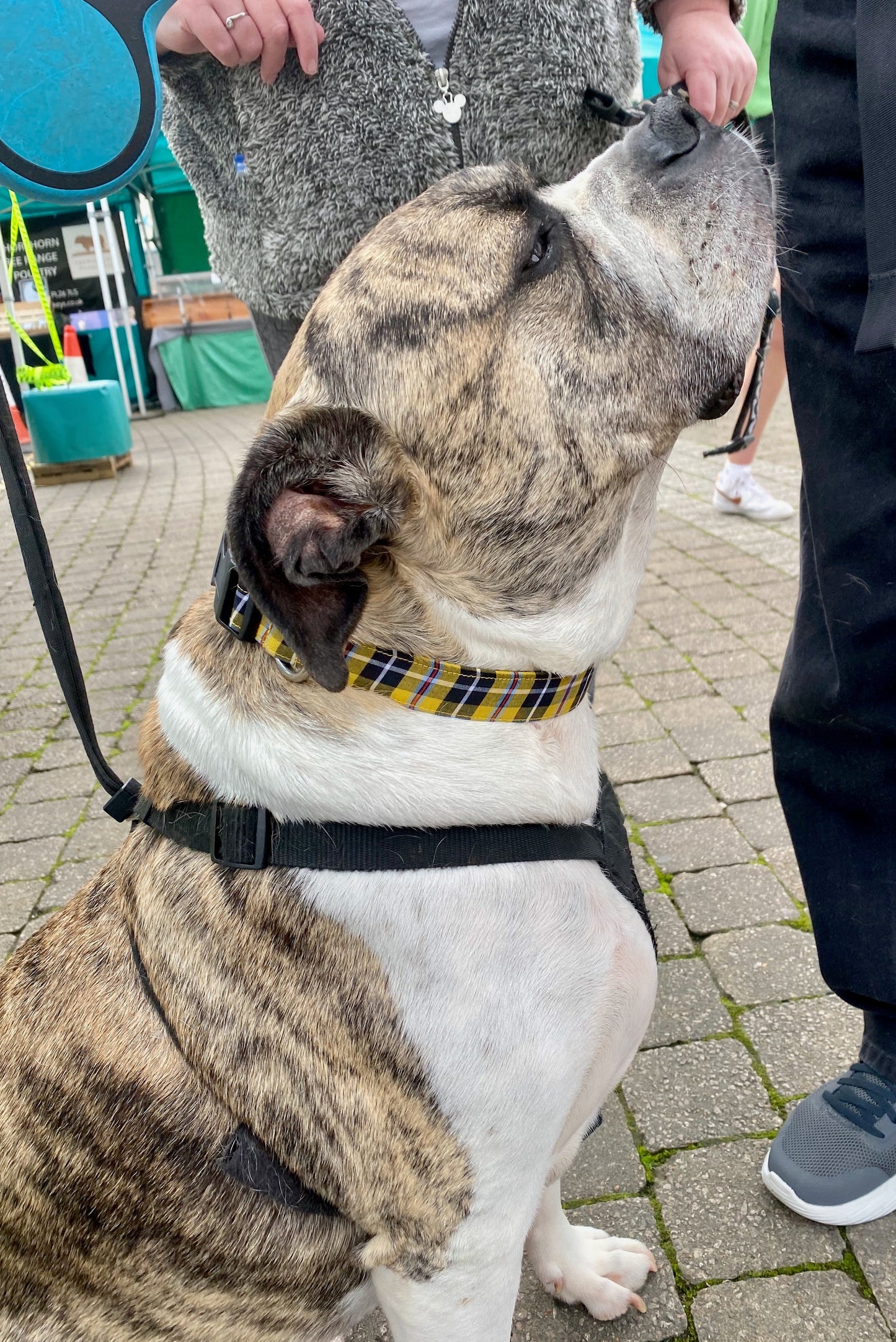 Dog Collar- Cornish Tartan